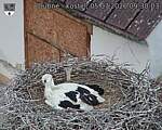 Capi_Dubne_20260705_093003.jpg