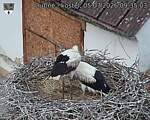 Capi_Dubne_20260705_093503.jpg