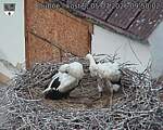 Capi_Dubne_20260705_095002.jpg