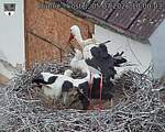 Capi_Dubne_20260705_100003.jpg