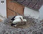Capi_Dubne_20260705_101003.jpg