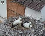 Capi_Dubne_20260705_101503.jpg