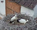 Capi_Dubne_20260705_102002.jpg