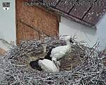 Capi_Dubne_20260705_103003.jpg