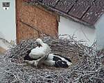 Capi_Dubne_20260705_103503.jpg