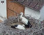 Capi_Dubne_20260705_104003.jpg