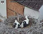 Capi_Dubne_20260705_111503.jpg