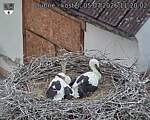 Capi_Dubne_20260705_112002.jpg