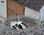 Capi_Dubne_20260705_114003.jpg