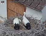 Capi_Dubne_20260705_120003.jpg