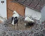 Capi_Dubne_20260705_121003.jpg