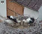 Capi_Dubne_20260705_122003.jpg