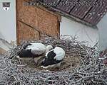 Capi_Dubne_20260705_122503.jpg