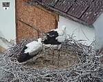 Capi_Dubne_20260705_123003.jpg