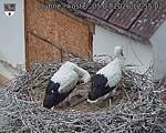 Capi_Dubne_20260705_125503.jpg