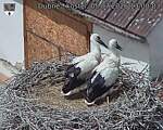 Capi_Dubne_20260705_130003.jpg