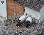 Capi_Dubne_20260705_130503.jpg