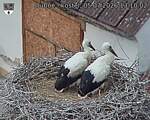 Capi_Dubne_20260705_131002.jpg
