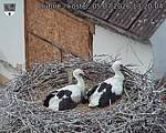 Capi_Dubne_20260705_132004.jpg