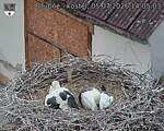 Capi_Dubne_20260705_140503.jpg