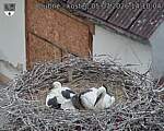 Capi_Dubne_20260705_141004.jpg