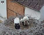 Capi_Dubne_20260705_142003.jpg