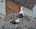 Capi_Dubne_20260705_145003.jpg