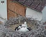Capi_Dubne_20260705_150003.jpg