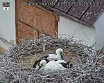 Capi_Dubne_20260705_150503.jpg