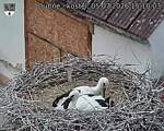 Capi_Dubne_20260705_151003.jpg