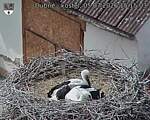 Capi_Dubne_20260705_151503.jpg