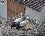 Capi_Dubne_20260705_160003.jpg