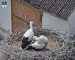 Capi_Dubne_20260705_161003.jpg