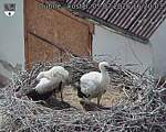 Capi_Dubne_20260705_162003.jpg