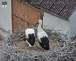 Capi_Dubne_20260705_163003.jpg