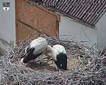 Capi_Dubne_20260705_163503.jpg