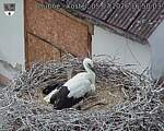 Capi_Dubne_20260705_165003.jpg