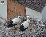 Capi_Dubne_20260705_170503.jpg