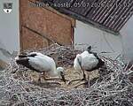 Capi_Dubne_20260705_171502.jpg