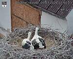 Capi_Dubne_20260705_174003.jpg