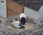 Capi_Dubne_20260705_180002.jpg
