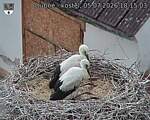Capi_Dubne_20260705_181503.jpg