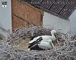 Capi_Dubne_20260705_182502.jpg