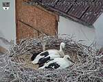 Capi_Dubne_20260705_185003.jpg