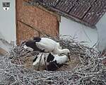 Capi_Dubne_20260705_191503.jpg