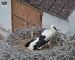 Capi_Dubne_20260705_192503.jpg