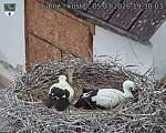 Capi_Dubne_20260705_193003.jpg