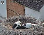 Capi_Dubne_20260705_194003.jpg