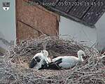 Capi_Dubne_20260705_194503.jpg