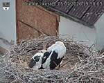 Capi_Dubne_20260705_195003.jpg